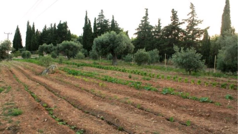 Επιχειρηματίας δεν μπορεί να πουλήσει γη επειδή χρωστά ΕΝΦΙΑ 0,03 ευρώ